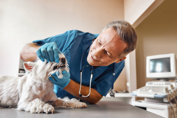 Best Emergency Wisdom Teeth Removal in Encinal, TX